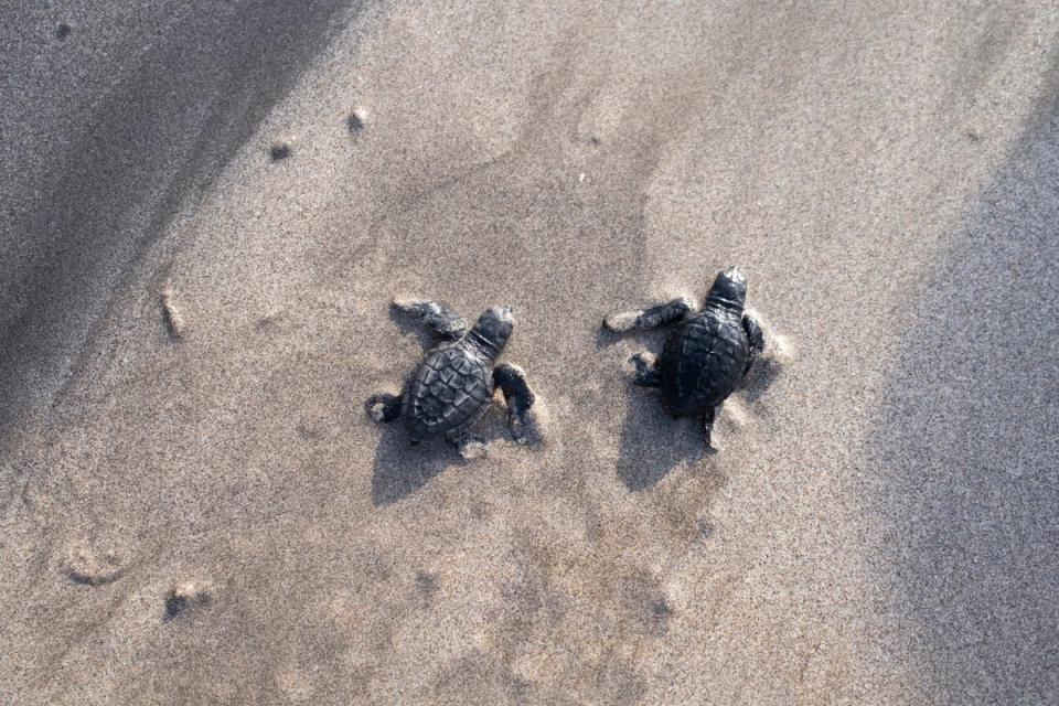 16 September 2022: Newly hatched sea turtles make their way into the sea after leaving a conservation center in Kuta, Bali, Indonesia (EPA)