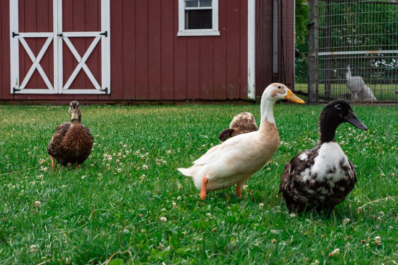 Ducks on a farm