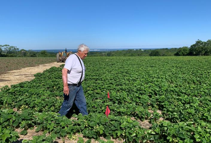 Quonset View Farm owner Dave Cotta walks through some of the nearly nine acres of strawberries on Friday, June 10, 2022.