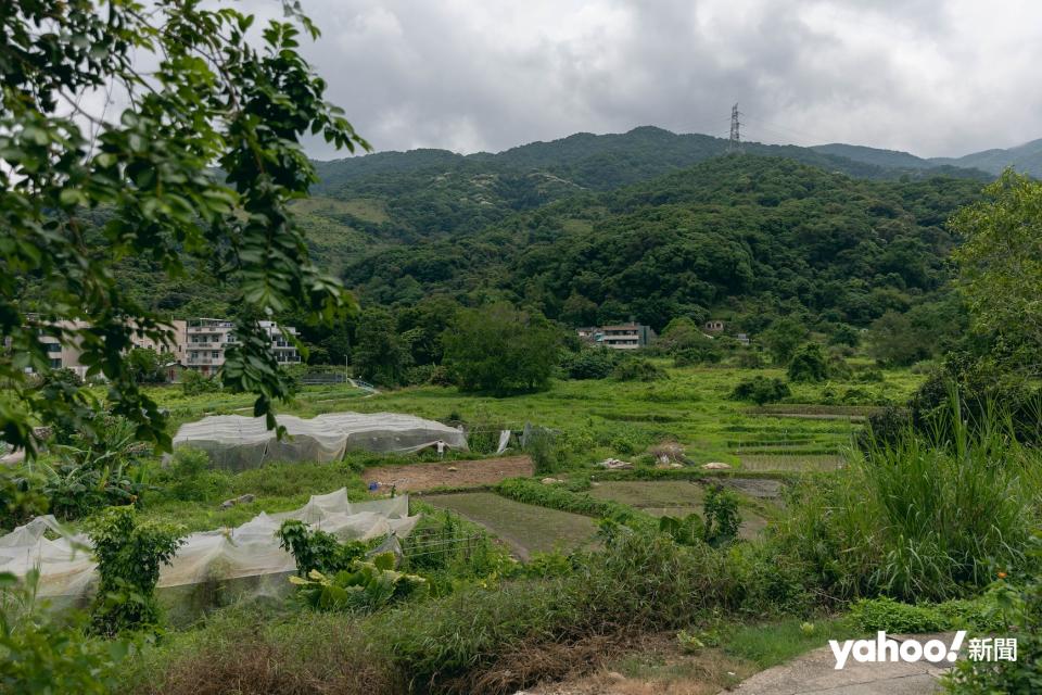 「大地予我」的團隊在位於大埔林村社山河畔的龍丫排村種米，TV說此處經已荒廢30年。