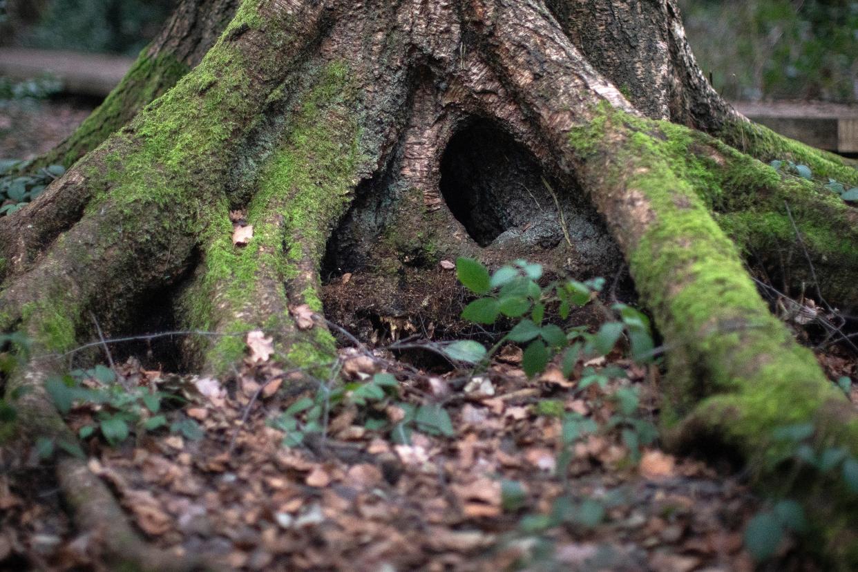 Restoring UK’s native woodland a ‘no-brainer’ for helping to tackle climate and biodiversity crises, scientists say (Getty Images)