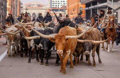 Steers Parade Through Downtown Denver to Kick Off Mile High City's