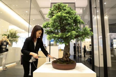An employee waters a bonsai tree at the newly-opened Japan House in the Kensington district of London, Britain June 21, 2018. REUTERS/Simon Dawson