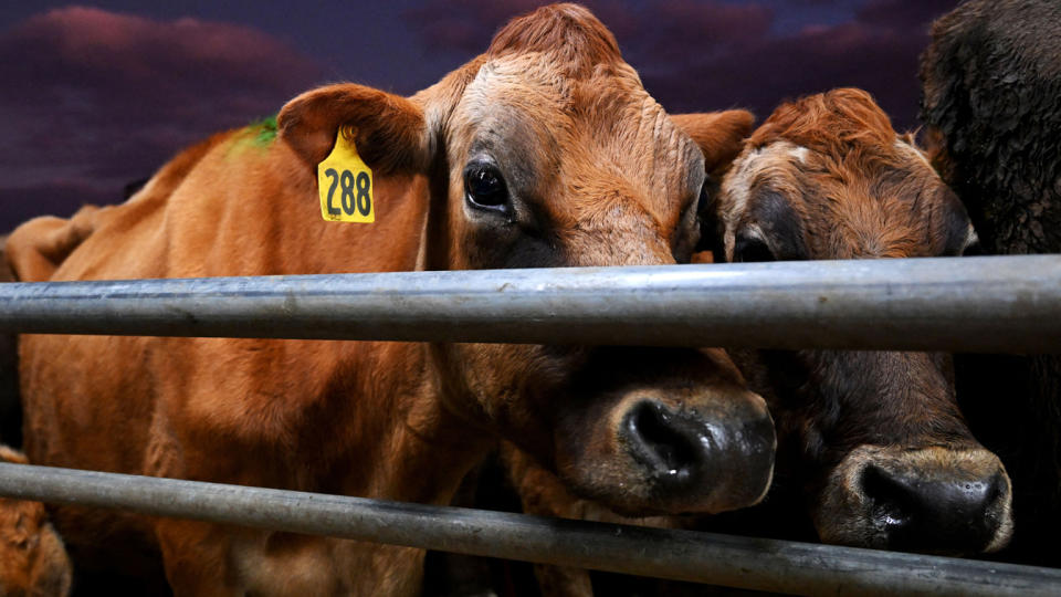 Two brown cows behind a metal fence.