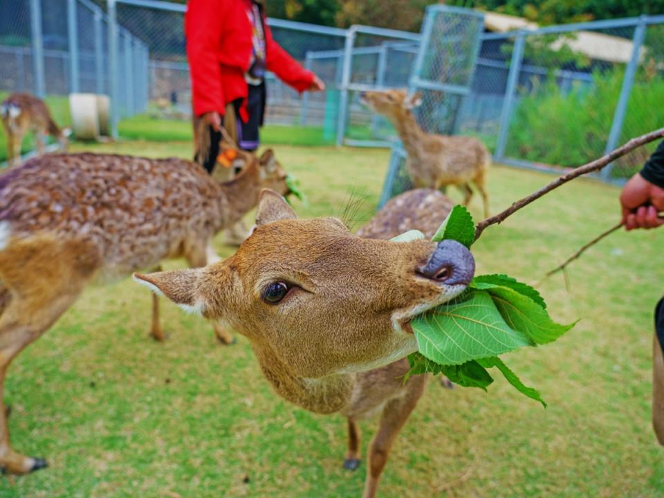 逐鹿部落「逐鹿傳說梅花鹿園」，可以餵食小鹿，讓情侶與鹿群親密互動，彼此感情加溫。（圖：嘉義縣政府提供）