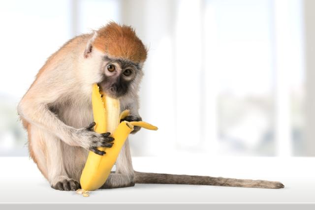 Monkey Banana Download - You need to put the monkey on the correct