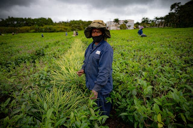 Tea farmer Oumila Ganas, 50, wears a facemask in the field