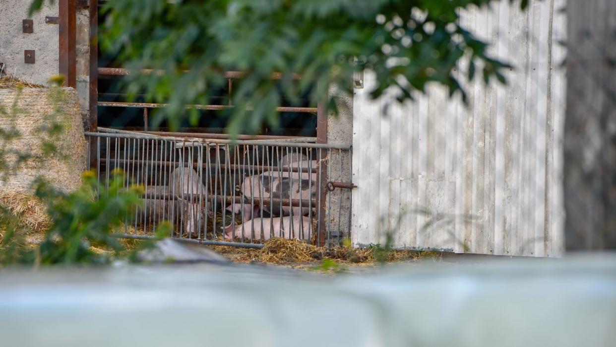 Hausschweine in einem Mastbetrieb in Brandenburg.