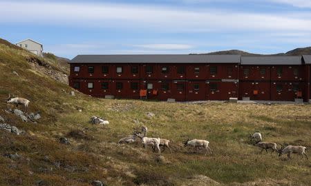 Reindeer graze near a building in Hammerfest, Norway, June 14, 2018. REUTERS/Stoyan Nenov/Files