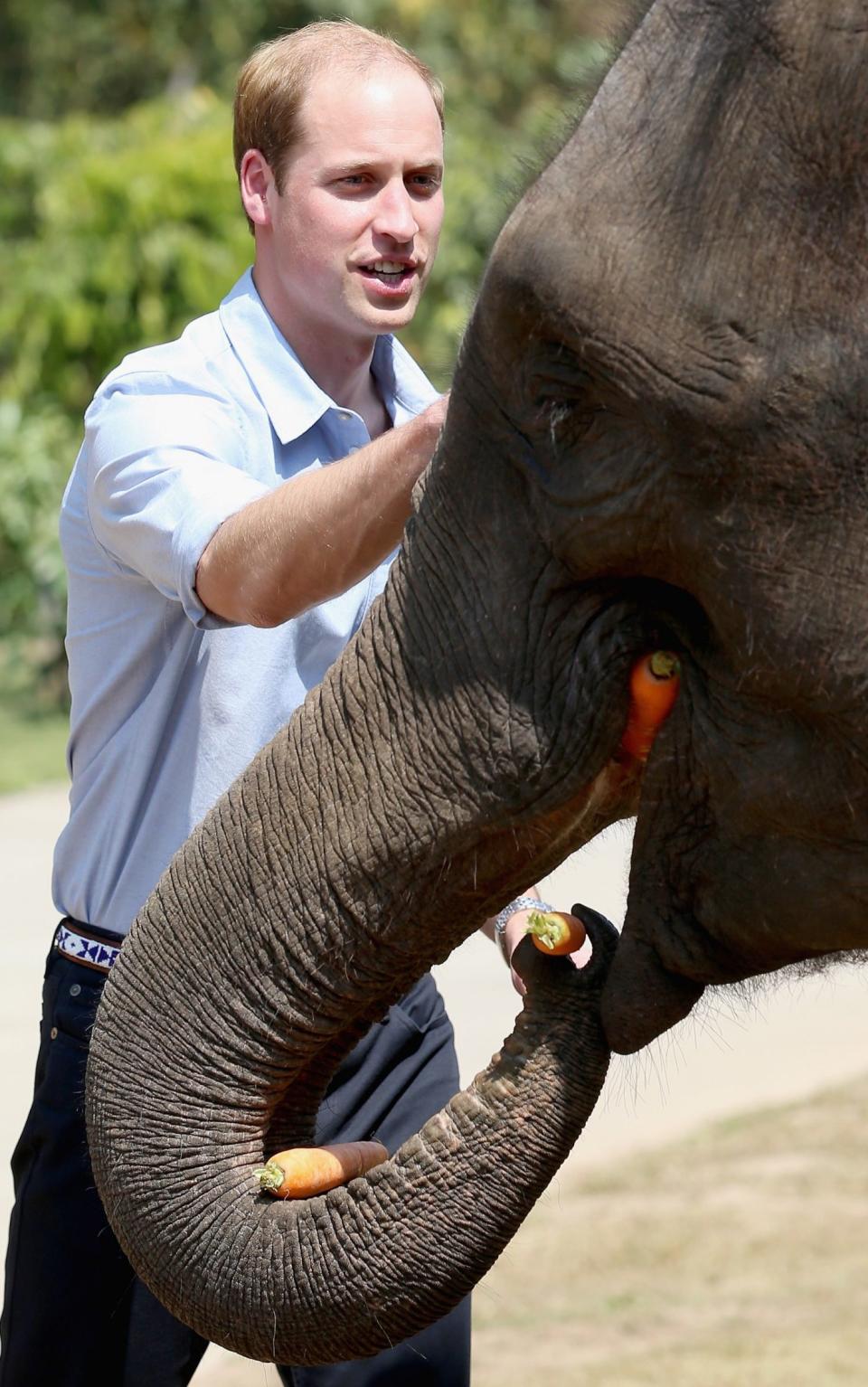 The Duke of Cambridge with an elephant in China - Credit:  Chris Jackson/Getty 