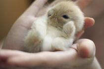 Baby bunny