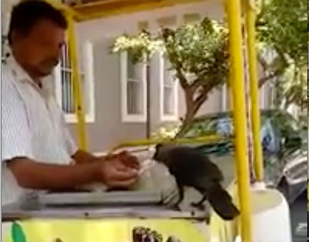 A happy ending - for the crow, at least. Photo: YouTube/ Shajahan A