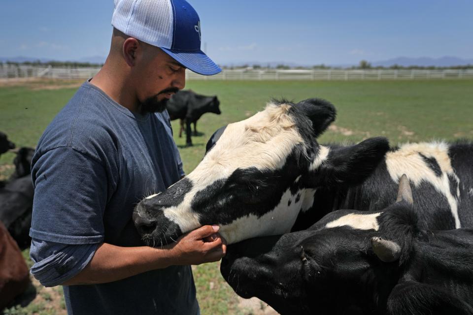 Dairy Manager Jerry Hernandez interacts with dairy cows on the pasture where he oversees the animal's welfare and milking process at Tirrito Farm in Willcox, Ariz.