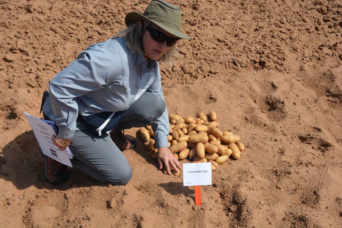 Isabel Vales, Ph.D., Texas A&M AgriLife potato breeder, shows off the experimental clone COTX08063-2Ru, which could be selected to make french fries.