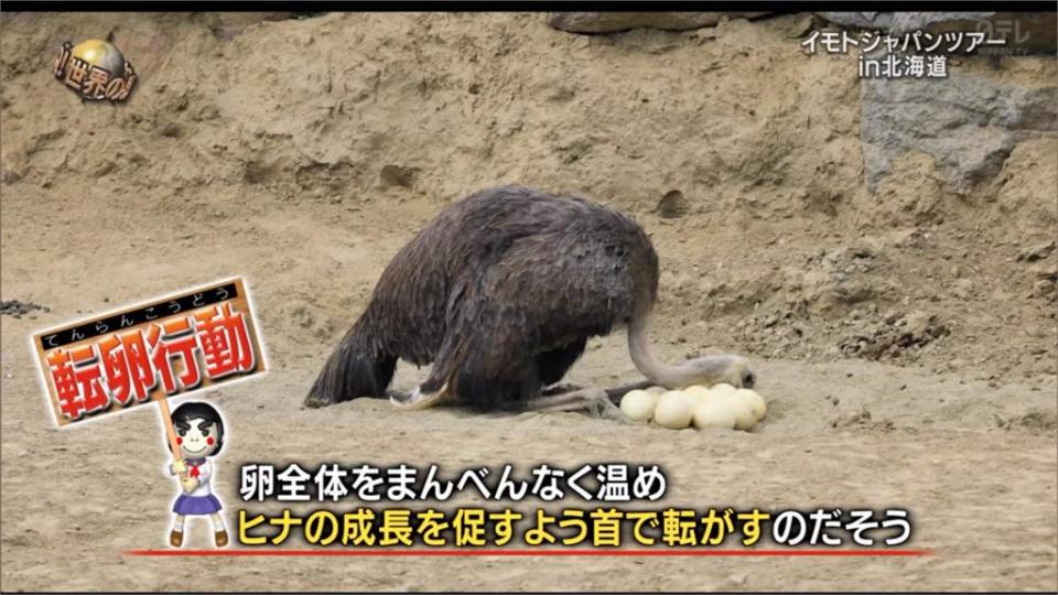 他「剃成光頭」被親人鴕鳥狂蹭當寶！飼養員曝背後暖心真相萌翻全網