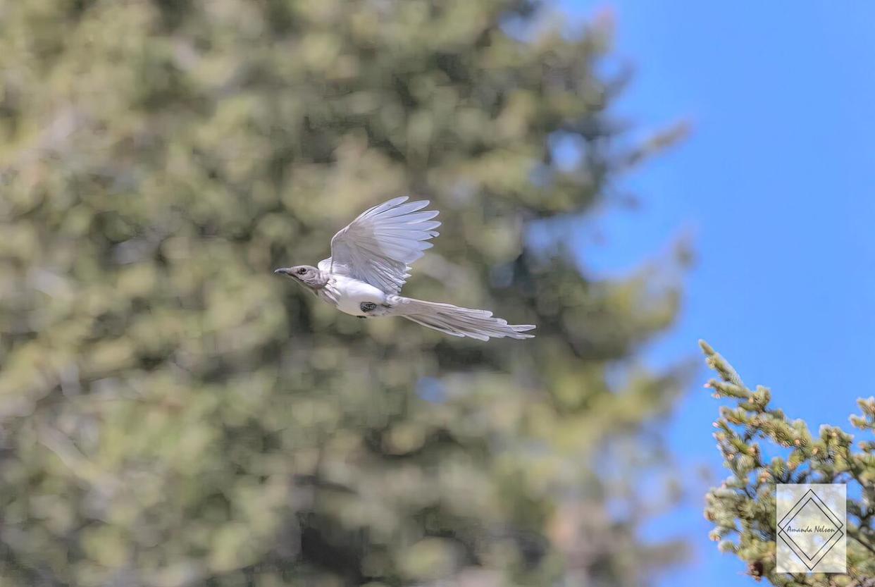 Clinton, B.C. photographer Amanda Nelson found herself in the right place at the right time when she captured a photo of what she believes is a leucistic magpie.  (Submitted by Amanda Nelson - image credit)