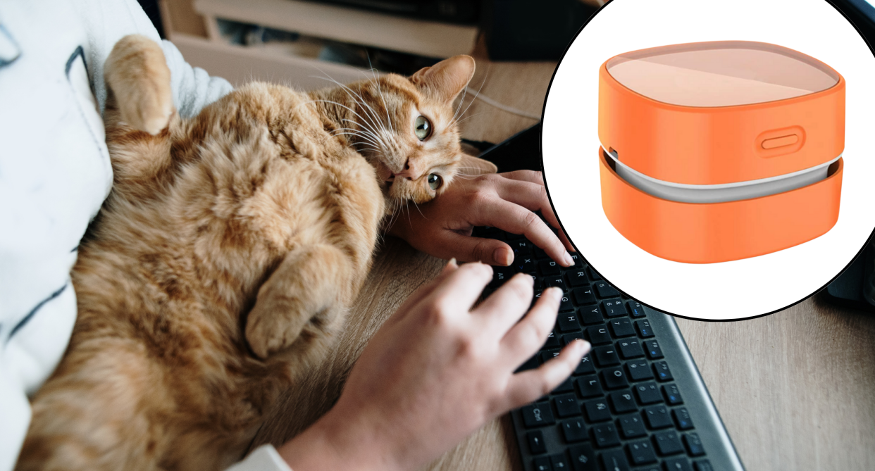 desk, cat on desk next to keyboard and orange desk vacuum cleaner, Dubbed a 