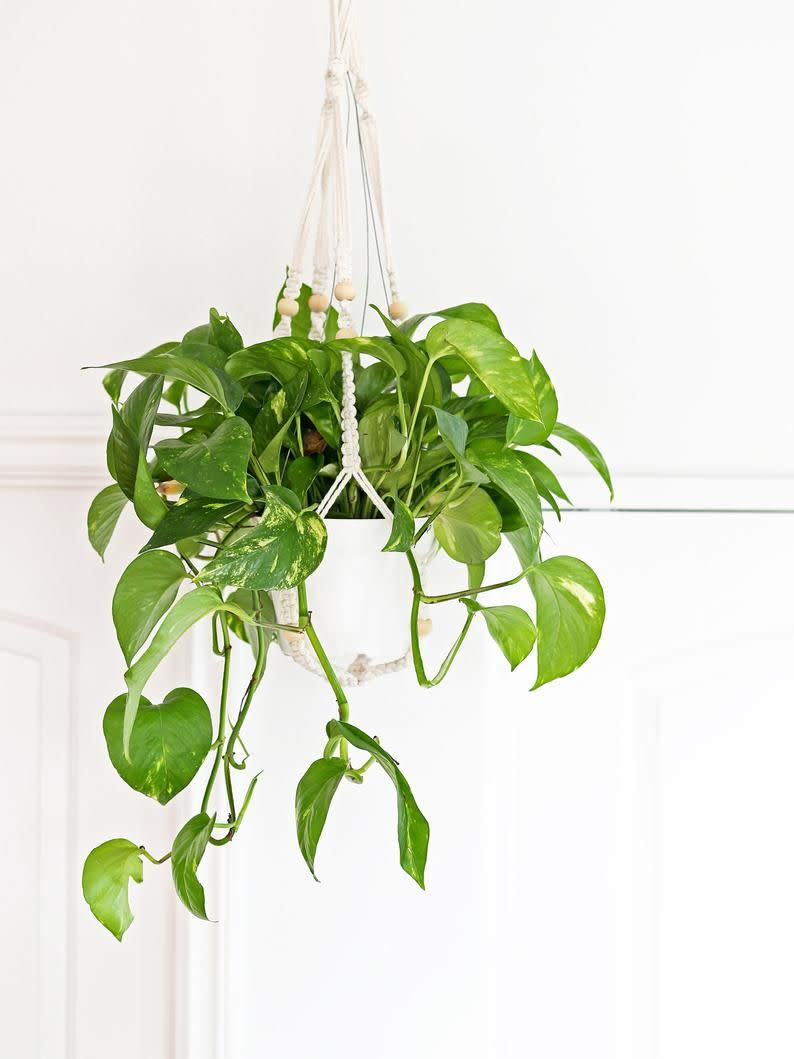 2) Golden Pothos