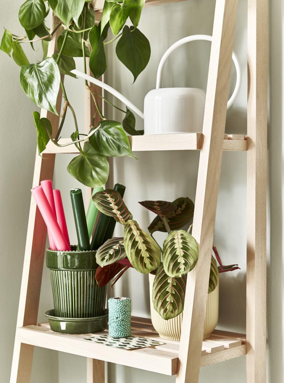 houseplants on a cabinet