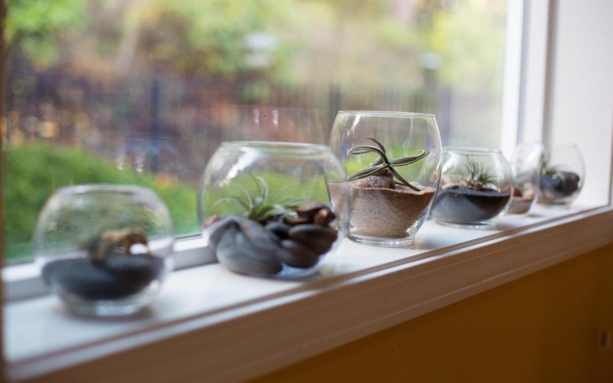 Air plants are attractive and are easily looked after - www.alamy.com