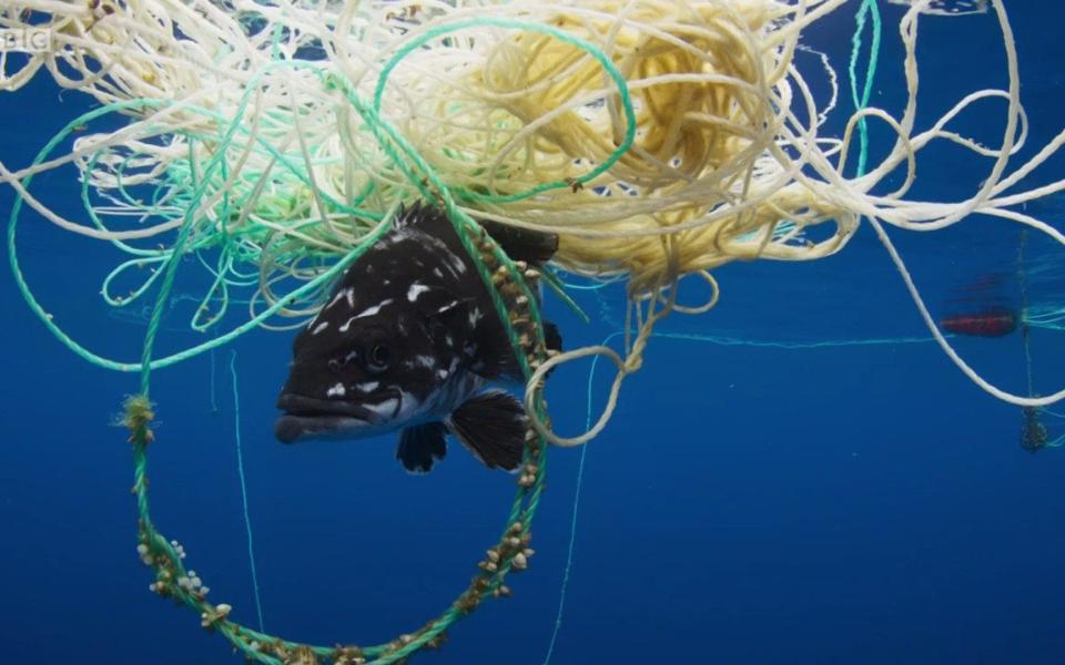 Philip Hammond said the BBC series Blue Planet highlighted the global scale of the plastic pollution problem  - Blue Planet II 