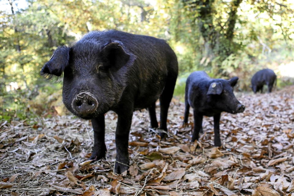 L'enfant a été attaqué par un groupe de cochons dans un village de montagne (image d'illustration).  - Credit:PASCAL POCHARD-CASABIANCA / AFP