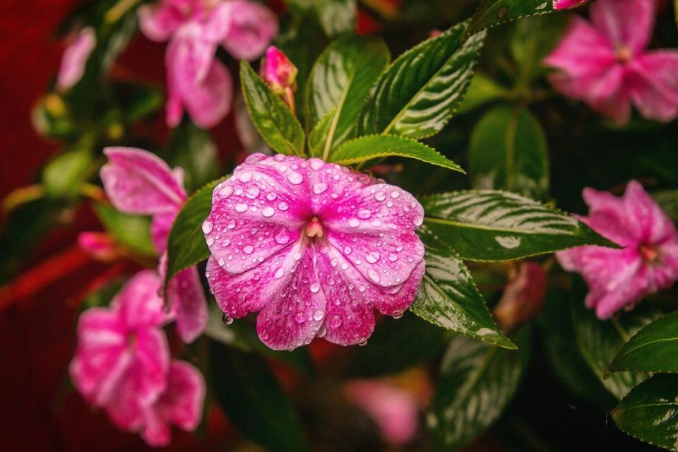 12) Impatiens (Impatiens walleriana)