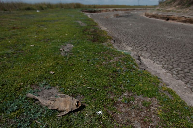 FILE PHOTO: Dead fish is seen at dried-up creek bed in a drought-affected area near Chivilcoy