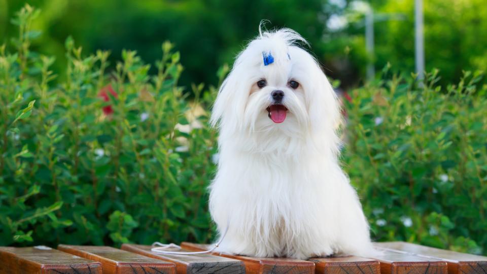 Maltese