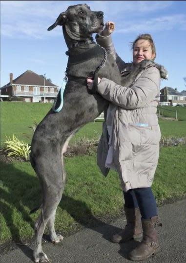 El perro más grande del mundo