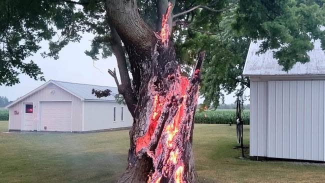 Dramatic Photos Show Tree Burning From The Inside Out 