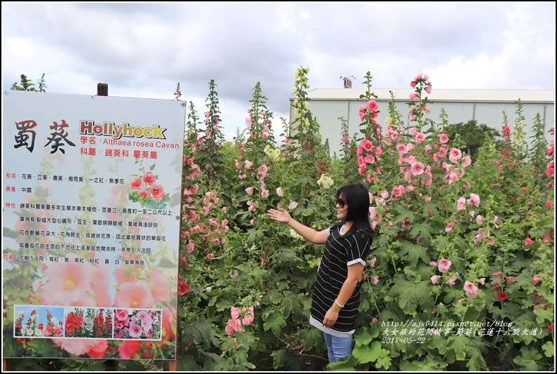 蜀葵(花蓮十六股大道)-2017-05-11.jpg