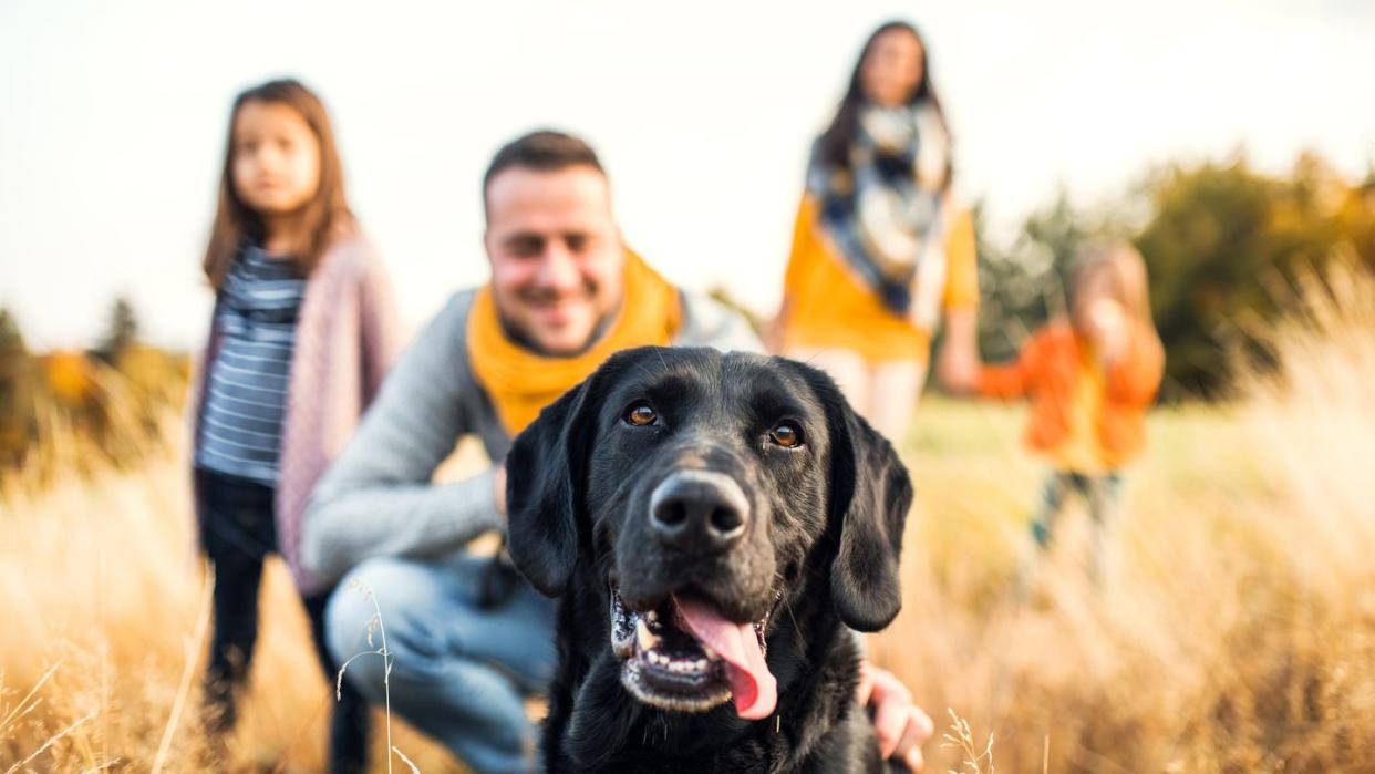 20 best dog breeds for families