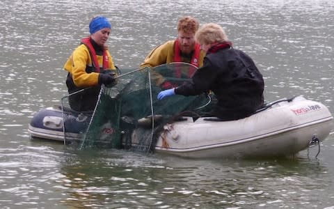 Three eels were captured in a small river on the island of San Miguel, in the Azores archipelago, following a netting program from October to December 2018 - Credit: Environment Agency