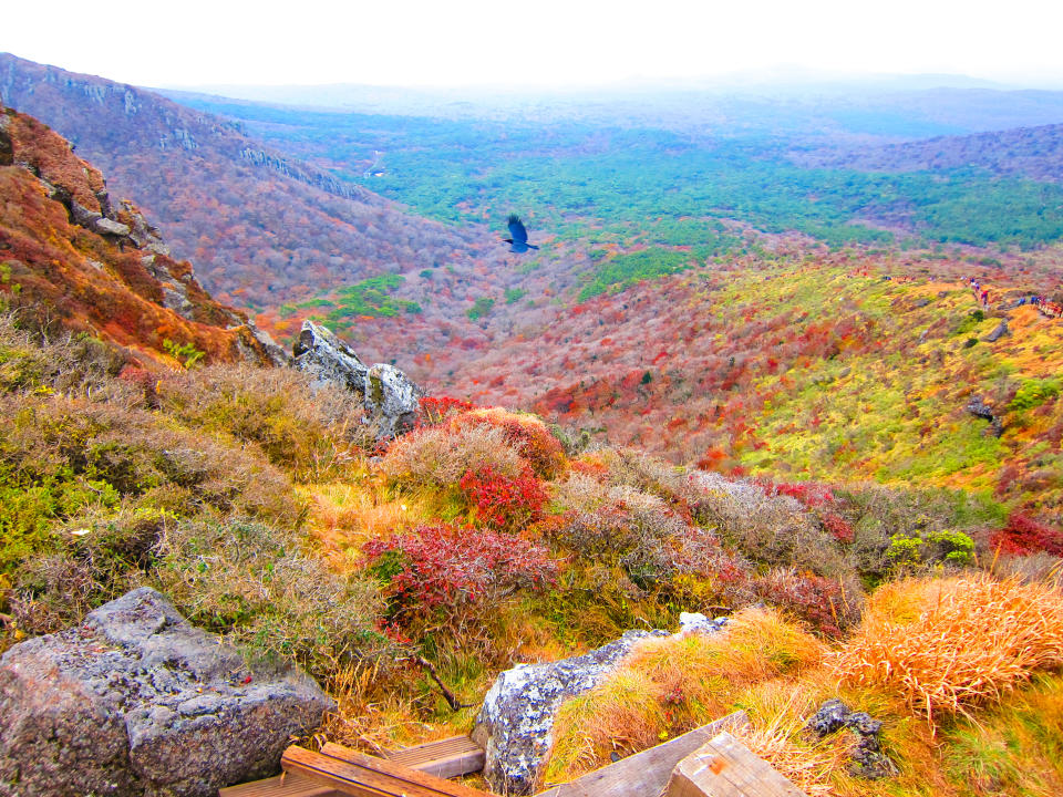 Stunning colourful autumn leaves in Hallasan. (Photo: Gettyimages)