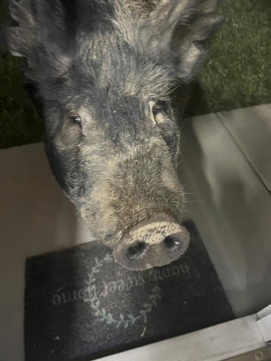 In this image provided by Jake Molgaard, Kevin Bacon, a 450-pound porker wandered, Friday, March 1, 2024, from his pen before moseying down the road where he was caught hamming it up on the Molgaard family's security camera. ( Jake Molgaard via AP)