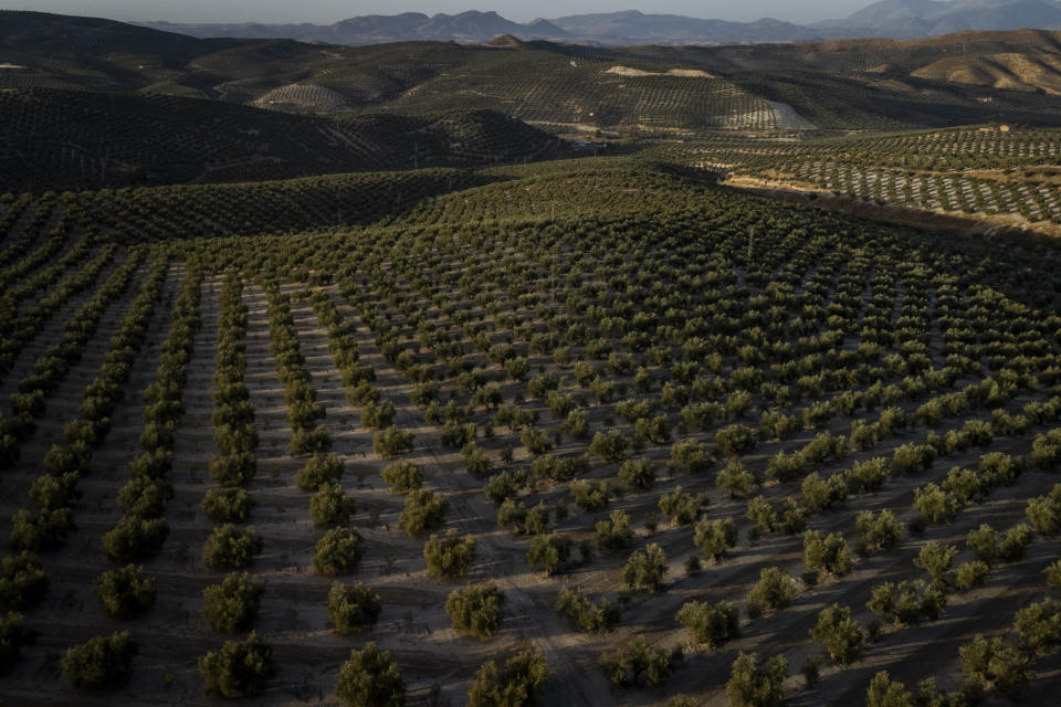 Hileras de olivos crecen en la localidad sureña de Quesada, una población rural en el corazón del olivar español, el viernes 28 de octubre de 2022. España, el mayor productor de aceitunas del mundo, ha visto caer su producción de este año debido a los cambios meteorológicos provocados por el calentamiento global. Un verano extremadamente cálido y seco que mermó los embalses y provocó incendios forestales amenaza ahora al más emblemático de sus cultivos. (AP Foto)