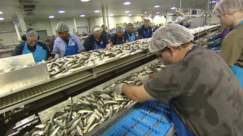 Grand Manan Fishermen's Association calls for herring catch study