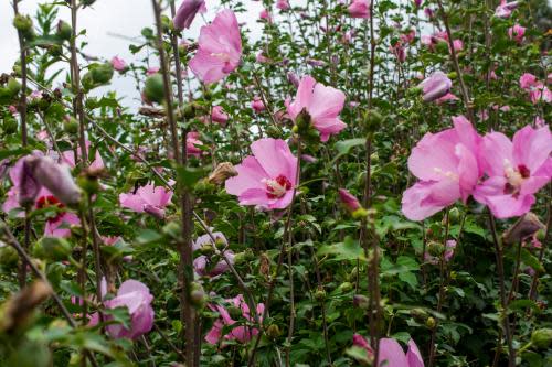 Rose-of-Sharon (Hibiscus syriacus)