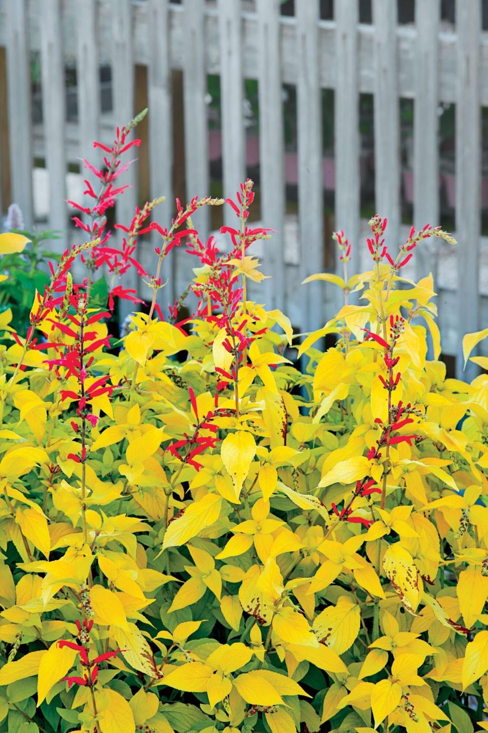 Pineapple Salvia