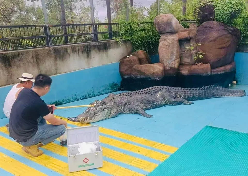 <strong>從台灣送到廈門一間動物園飼養的世界最大純人工圈養灣鱷「小河」帶著一身傷痕與病體離世。（圖／翻攝自Facebook@海基會(SEF) - 協商、交流、服務）</strong>