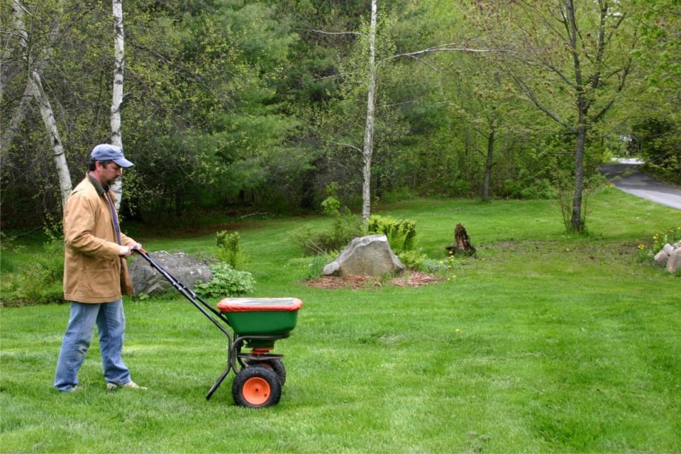 Man wearing a coat and hat, using a spreader on his plush lawn