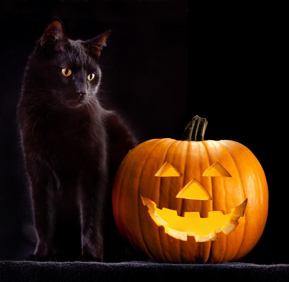 In the past, superstition led people to believe black cats were bad luck.