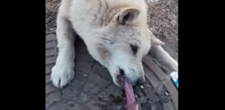 Al acercarse a donde el perro, esto fue lo que encontró. Foto: YouTube