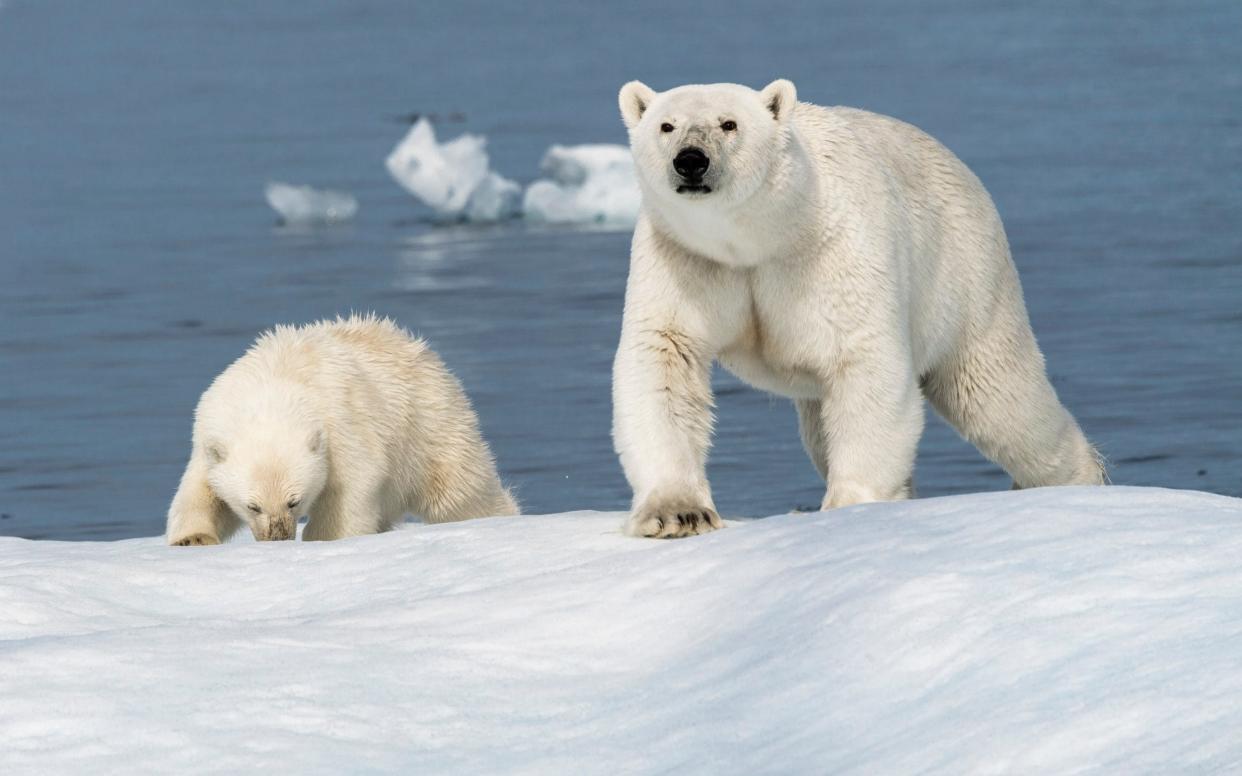 Biologists say climate change is destroying the bears' sea ice habitats and forcing them to travel further inland - Caters News Agency