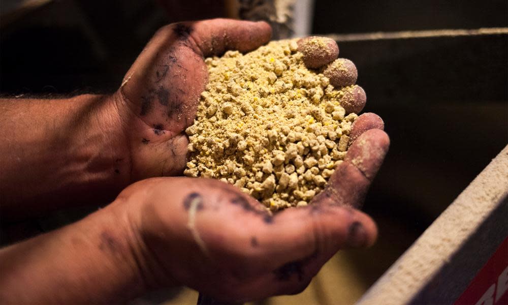 A chicken farmer holds a handful of antibiotic feed on a North Carolina farm.