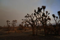 Joshua trees are left burned Saturday, Sept. 19, 2020, after the Bobcat Fire passed through in Juniper Hills, Calif. (AP Photo/Marcio Jose Sanchez)