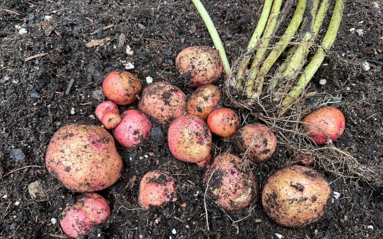 Red potatoes recently dug up in a field - Jessica Damiano/AP