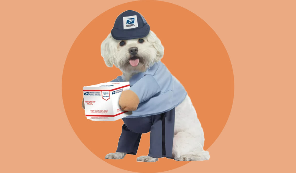 Small white dog wearing USPS mail carrier costume