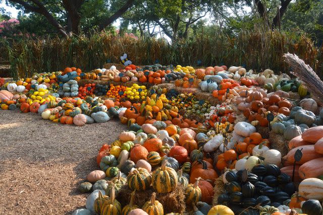 <p>Dallas Arboretum</p>